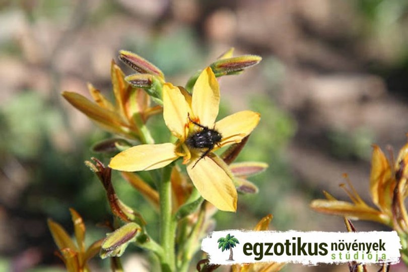 Fokföldi pillangóliliom, Koffiepit, Wachendorfia paniculata, évelő, fásszárú
